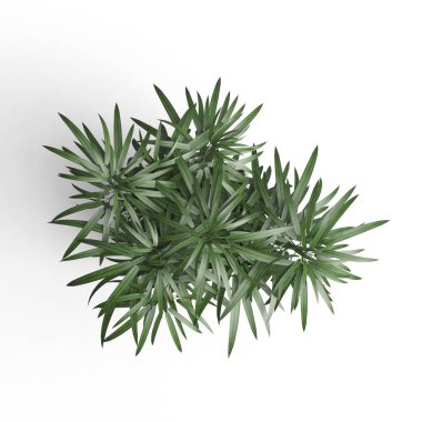 Beyaz yüzeyde yeşil yapraklı bir bitki.