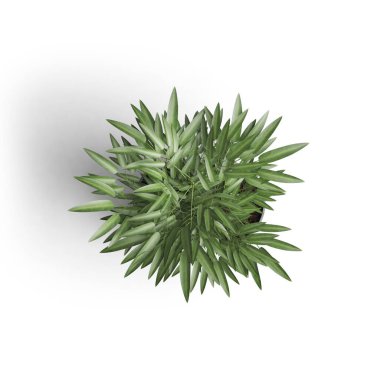 Beyaz yüzeyde yeşil yapraklı bir bitki.