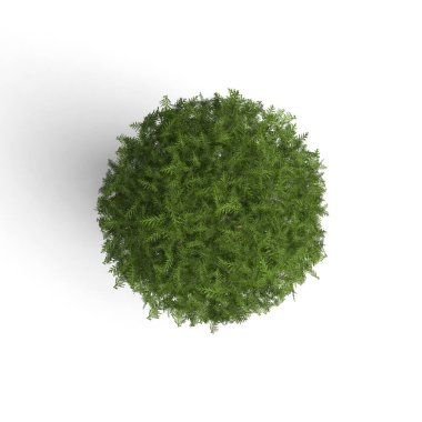 Beyaz bir yüzeyde küçük yeşil bir ağaç