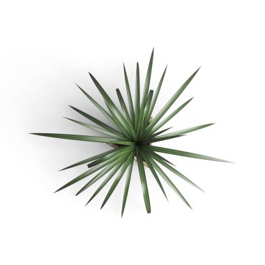 Beyaz yüzeyde yeşil yapraklı bir bitki.