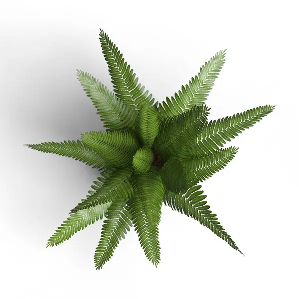 Beyaz yüzeyde yeşil yapraklı bir bitki.