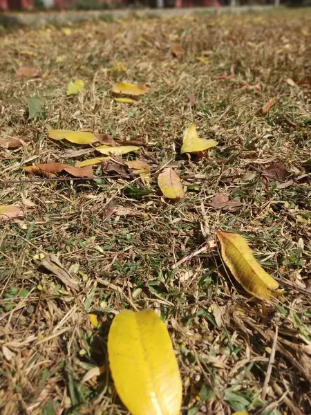 Güzel bir sonbahar manzarası. Parkta renkli yapraklar var. Düşen yapraklar doğal arkaplan