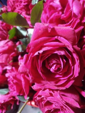 Bahçede pembe güller