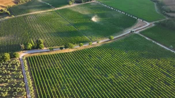 意大利托斯卡纳 日出期间空中无人驾驶飞机俯瞰葡萄园 朝向农田 — 图库视频影像