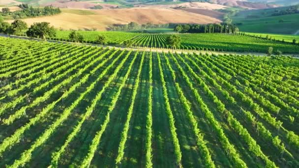 Стоковые Видео Tuscany Wine ⬇ Скачать Футажи Tuscany Wine.