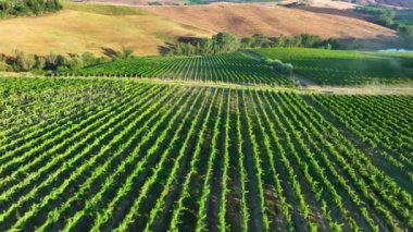 Üzüm bağları üzerinde hava aracı görüntüsü, tarım arazilerine doğru, gün doğumunda, Toskana, İtalya