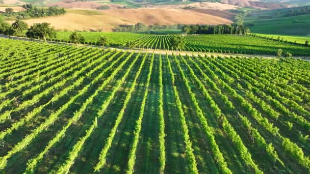 Flygfoto Över Vackra Italienska Landsbygden Vineyards Fängslande Drönarfilm Visar Vingårdar — Stockvideo