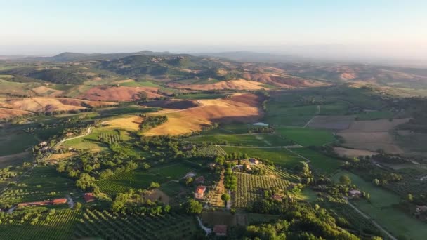 Krajobraz Lotniczy Toskanii Latający Nad Winnicami Polami Oliwnymi Tradycyjnymi Domami — Wideo stockowe