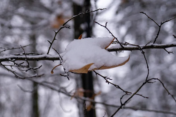 二つの季節は冬と秋天気の変化早い白い雪裸の木の枝の上の紅葉背景をぼかす — ストック写真