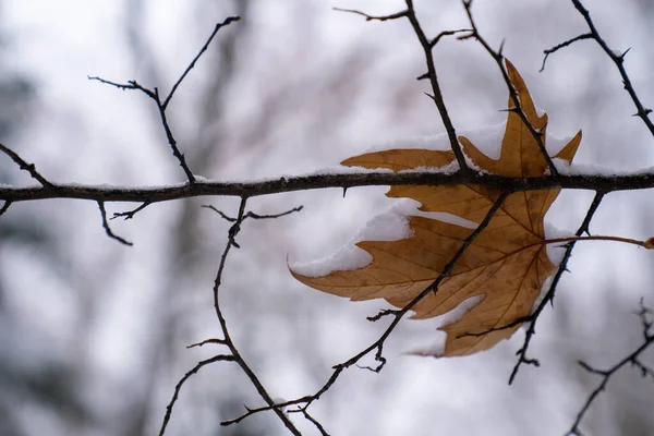 Mevsim Kışın Sonbaharın Buluşması Hava Değişimi Sonbahar Yapraklarındaki Erken Beyaz — Stok fotoğraf