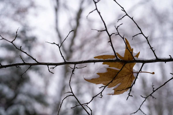 Twee Seizoenen Ontmoeten Winter Herfst Weersverandering Vroege Witte Sneeuw Herfstblad — Stockfoto