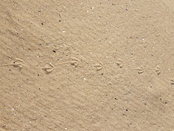 Textura Areia Pegadas Pássaros Chão — Fotografia de Stock