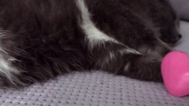 paws holding present, cute sleepy domestic cat with grey fur is sitting on sofa, pet holds pink heart toy, happy valentines day my love, romantic animal 