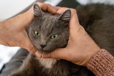 man hands making a heart shape, domestic grey cat sitting on person, pet trying to insert head into human hand, love to animals, true friendship