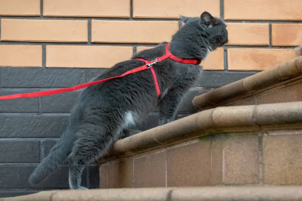 walking the cat outside with a red collar on the street, grey domestic cat pet with leash outdoors, animal activity