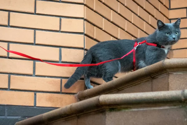 Caminar Gato Afuera Con Collar Rojo Calle Gato Doméstico Gris —  Fotos de Stock