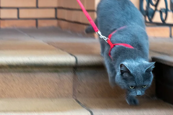 목걸이를 고양이를 산책시키고 집고양이는 바깥에 활동을 — 스톡 사진