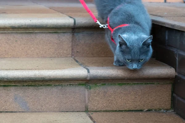 walking the cat outside with a red collar on the street, grey domestic cat pet with leash outdoors, animal activity