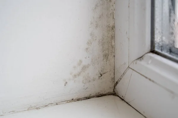 Old Dirty Window Black Mold Grows Window Sill Household Damages Stock Picture