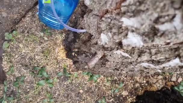 白樺の樹液ジュースを集め木の穴から藁を通って容器に入れる白樺 — ストック動画
