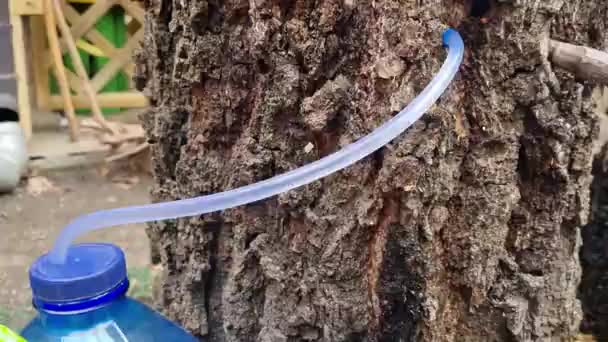 recueillir le jus de sève de bouleau, taraudage de bouleau du trou dans l'arbre dans le récipient à travers la paille
