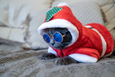 Noel Baba kostümlü, Noel ağacı ve gözlüklü, evdeki kanepede oturan sevimli gri kedi. Yeşil tropikal Noel. Mutlu tatiller ve yeni yıl. Ev konforu ve kutlama.