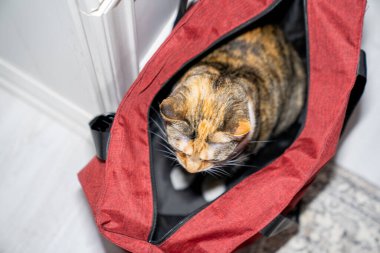 Odadaki bir hayvan taşıyıcısında kırmızı bir çantada oturan sevimli kırmızı kedi. Kitty kutuya atladı. Hayvan taşımacılığı, hayvan yeni evine taşınması, kedi evlat edinmesi.