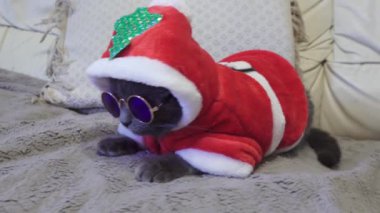 Noel Baba kostümlü, Noel ağacı ve gözlüklü, evdeki kanepede oturan sevimli gri kedi. Yeşil tropikal Noel. Mutlu tatiller ve yeni yıl. Ev konforu ve kutlama.