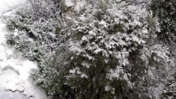 Starker Schneefall Schneesturm Winterwald Mit Schneebedeckten Bäumen Und Sträuchern Naturlandschaft — Stockvideo