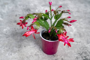 Gri arka planda kırmızı bir çiçek, pembe schlumbergera kaktüsü, noel şükran günü yengeç kaktüsü. Yeşil bitkiler