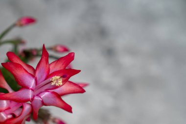 Kırmızı Mayıs Çiçeği çiçek açmış, pembe Schlumbergera kaktüsü, Noel şükran günü yengeç kaktüsü. Yeşil bitkiler