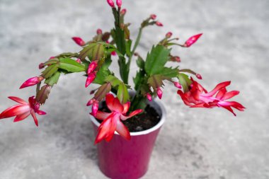 Gri arka planda kırmızı bir çiçek, pembe schlumbergera kaktüsü, noel şükran günü yengeç kaktüsü. Yeşil bitkiler