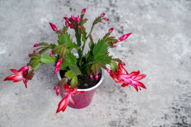 Gri arka planda kırmızı bir çiçek, pembe schlumbergera kaktüsü, noel şükran günü yengeç kaktüsü. Yeşil bitkiler