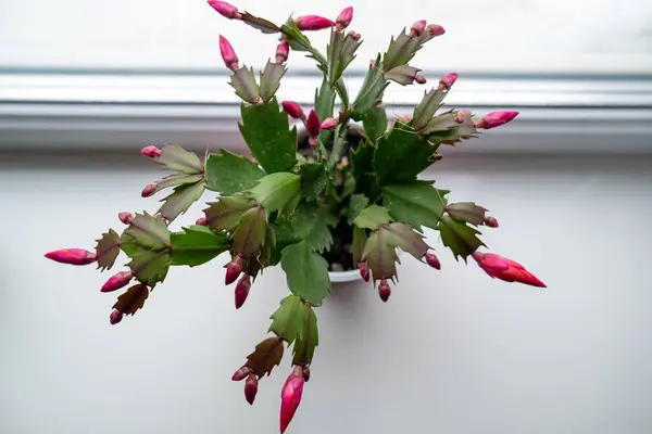 stock image red may flower in bloom on a window sill, pink schlumbergera cactus, christmas thanksgiving crab cactus. House green plants