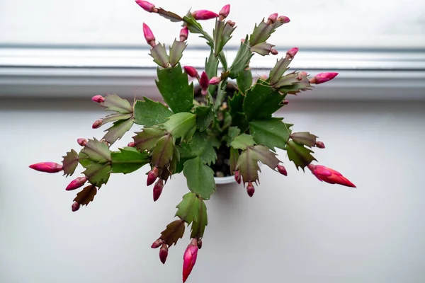 Red May Flower Bloom Window Sill Pink Schlumbergera Cactus Christmas Stock Photo