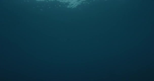 硬いサンゴ礁の底に突き出た澄んだ海の波の水中の眺め 質感と風のスプラッシュと遅いバレル波 — ストック動画