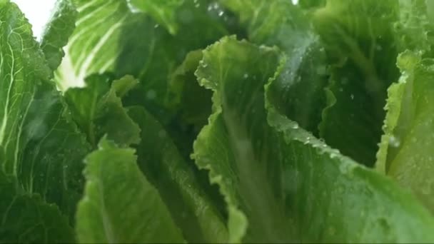 Green Cabbage Water Cabbage Water Dripping Cabbage Super Slow Motion — Stock Video