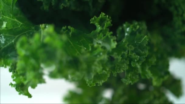 Close Wet Fresh Lettuce Leaves Falling White Background Slow Motion — Stock Video