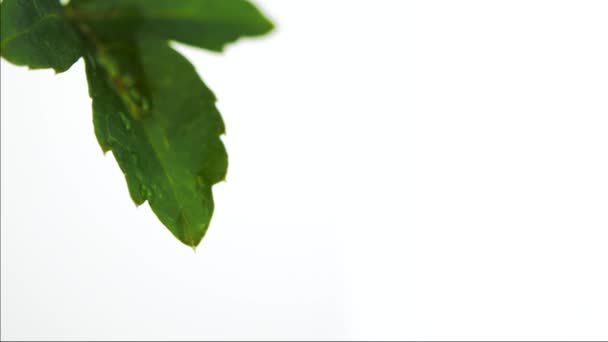 Großaufnahme Von Bewässerungspflanzen Frische Grüne Blätter — Stockvideo