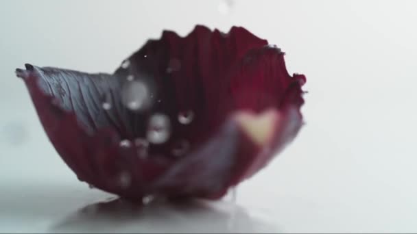 Ένα Φύλλο Κόκκινου Λάχανου Πέφτει Στο Νερό Πιτσιλιές Νερού Αργή — Αρχείο Βίντεο