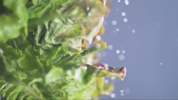 绿色卷心菜 卷心菜 从卷心菜上滴下的水 动作非常慢 用高速摄像机拍摄 — 图库视频影像