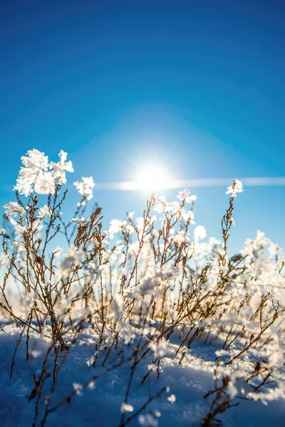 Parlak güneş ışığıyla Kar Damlası Çiçeği
