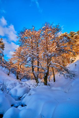 Alttan bakınca yaprak döken ağaçlar