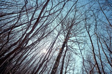 Alttan bakınca yaprak döken ağaçlar