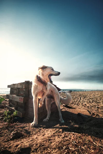 Barking dog on seaside. Bright sky