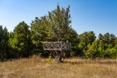 Ormandaki yüksek pergola