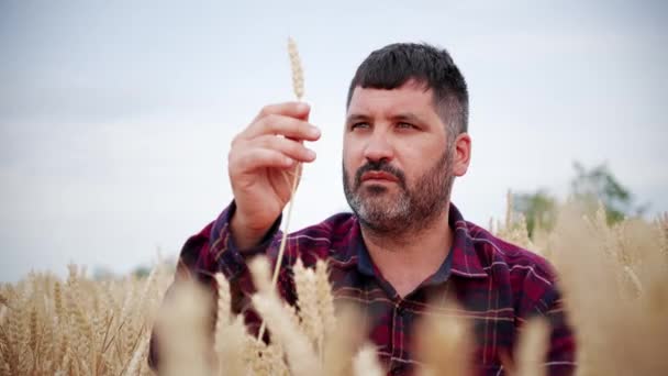 Caucasian Adult Farmer Examining Wheat Crop Smiling Success Cereal Plantation — Stock Video