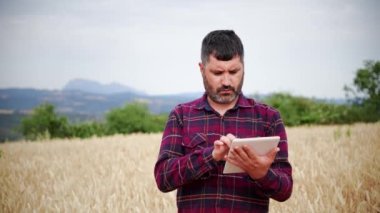 Yetişkin çiftçi hasat buğdayını incelemek için tablet kullanıyor. Olgun tarım endüstrisi çalışanı, ekinlerin kalitesini ekranda kablosuz bir cihazla kontrol ediyor. Ağır çekim. Yüksek