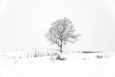 Black and white abstract of art tree among snowfall winter at Biei town, Beautiful silent scene Hokkaido, Japan.