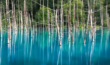 Abstract dry tree in blue pond Biei town. Feel Calming river and serene. Hokkaido,Japan